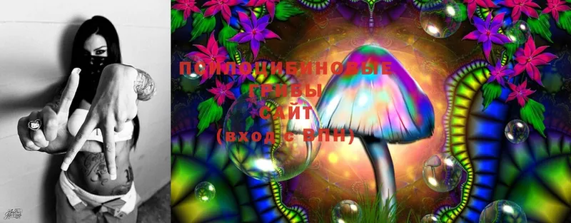 дарк нет состав  Волгоград  Галлюциногенные грибы MAGIC MUSHROOMS 